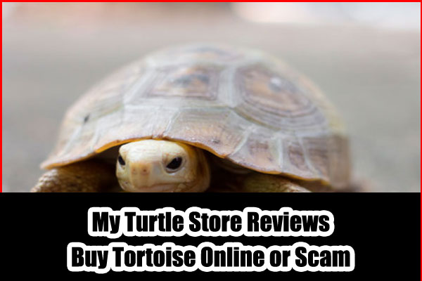 My Turtle Store Reviews