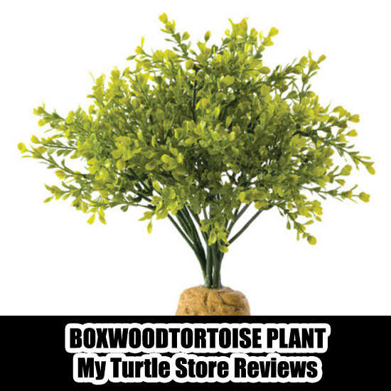 My-Turtle-Store-Reviews1.jpg